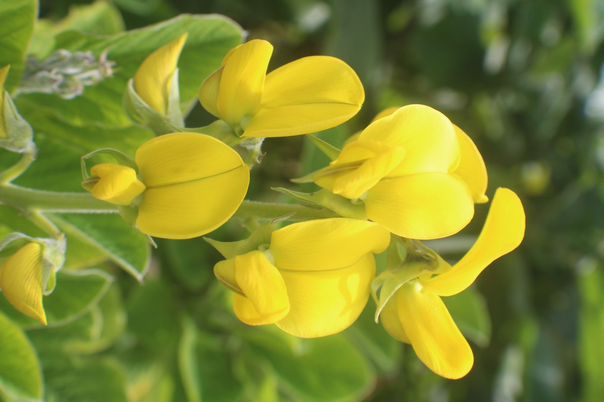 Crotalaria beddomeana Thoth. & A.A.Ansari